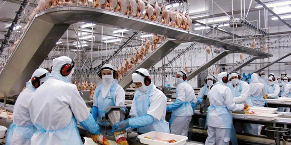 Imagem ilustrativa da imagem Paraná lidera a produção da pecuária no Brasil