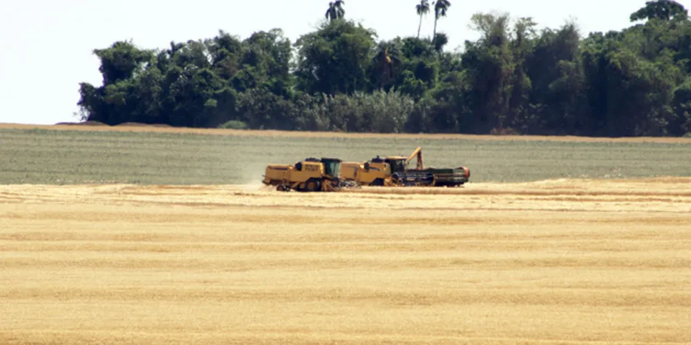 Paraná faz as primeiras colheitas, que se intensificam até o final de janeiro.