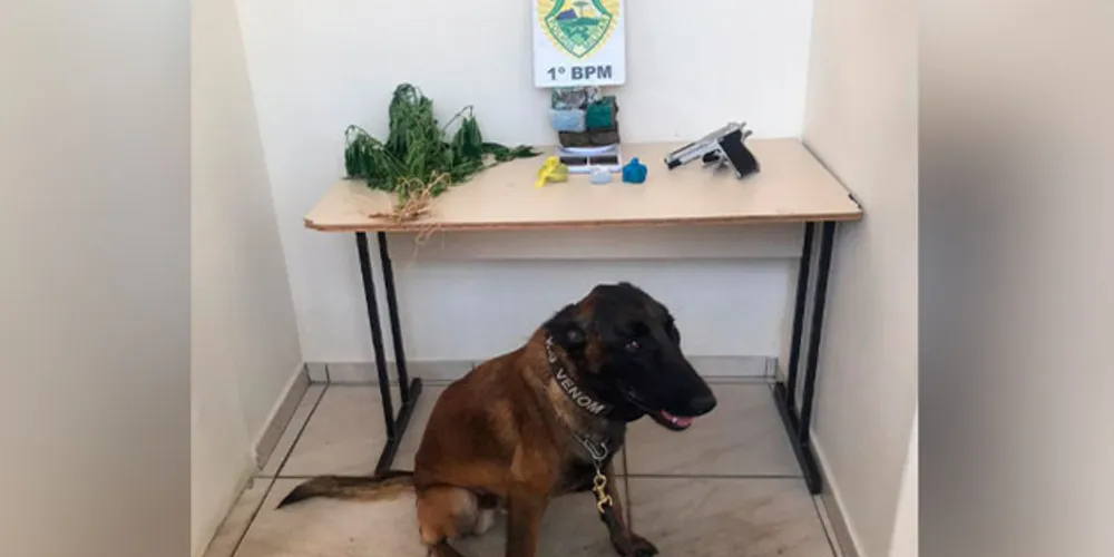 Imagem ilustrativa da imagem PM apreende drogas e arma com auxílio de cão policial