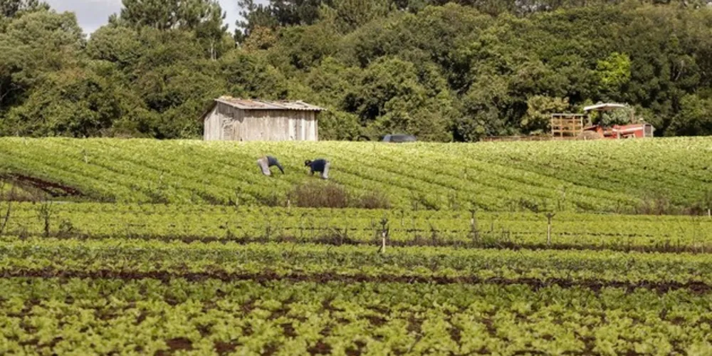 Em 2019 foi editado um decreto regulamentando uma lei que vai exigir alimentação escolar orgânica até 2030, o que representa fonte primária de produção e garantia de compra para o agricultor familiar orgânico