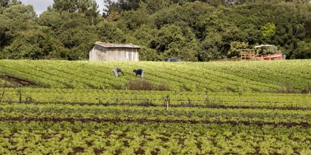 Várias ações estão sendo gestadas nas áreas de saneamento no meio rural, apoio à nutrição e segurança alimentar, pavimentação de estradas rurais e o fortalecimento das pequenas cooperativas e associações de produtores