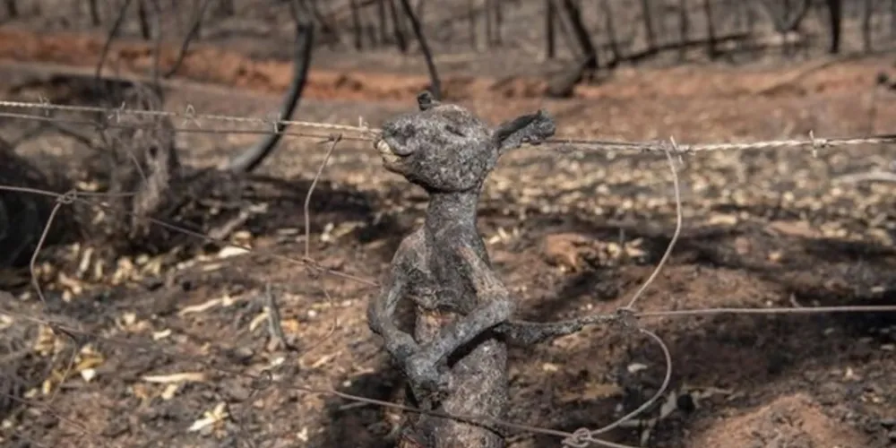 O animal provavelmente não tinha mais para onde correr quando um incêndio feroz atravessou a cidade de Cudlee Creek