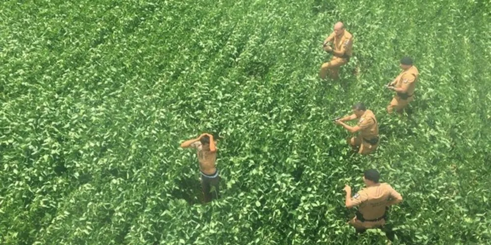 Imagem ilustrativa da imagem Vídeo mostra policiais rendendo suspeito em meio à plantação