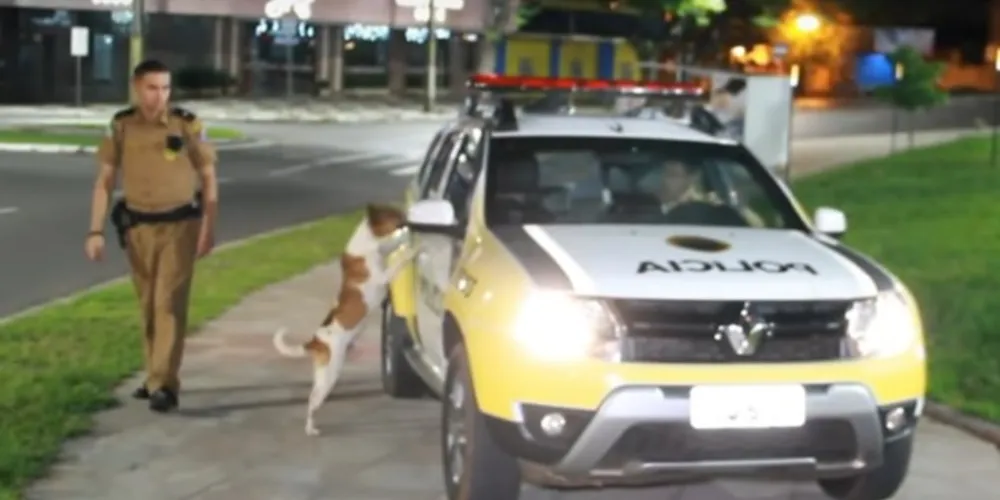 Cachorro chegou a correr atrás da viatura, mas ficou pelo caminho