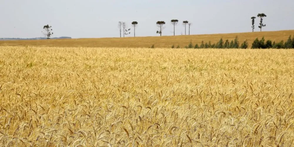 O maior crescimento no comparativo com o mesmo período de 2018 foi no setor agropecuário, com alta de 10%