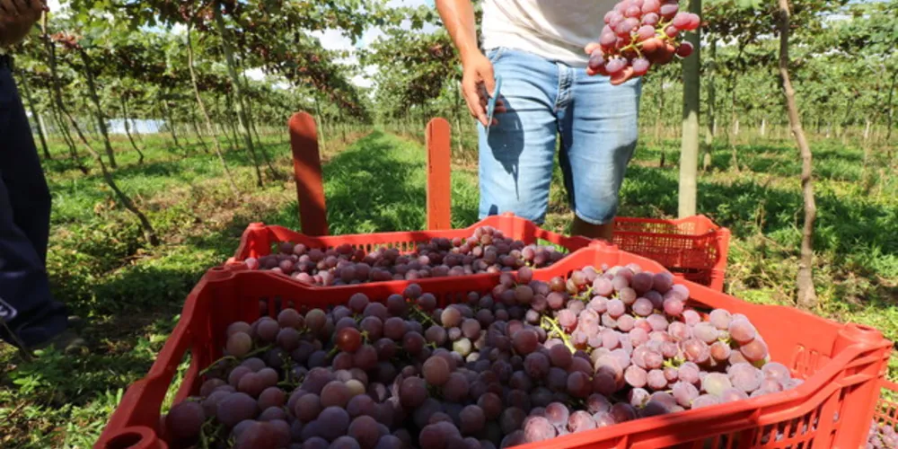 Produção antecipou e colheita já é realizada na Chácara Sozim