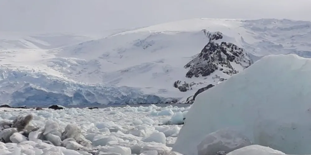Algumas das ilhas subantárticas, como a Marion ou a Geórgia do Sul, já foram invadidas por ratos e outros vertebrados