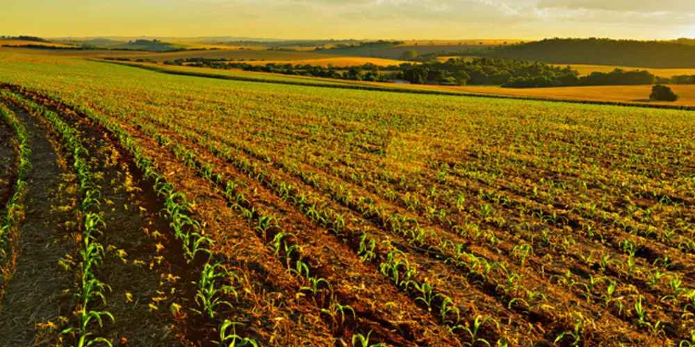 Busca por novos patamares em produtividade, qualidade e sustentabilidade visa impulsionar ainda mais um dos maiores polos agrícolas do País.