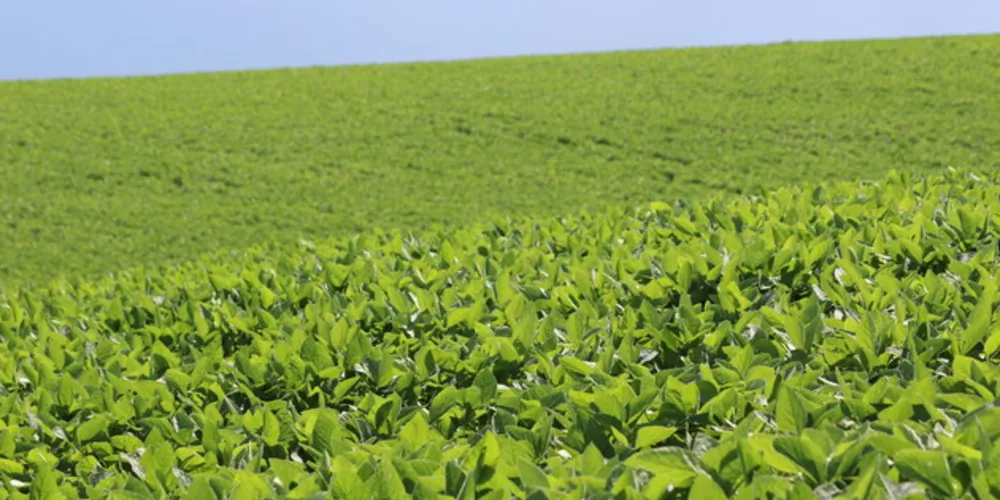 A soja começará a ser colhida com maior intensidade a partir de março