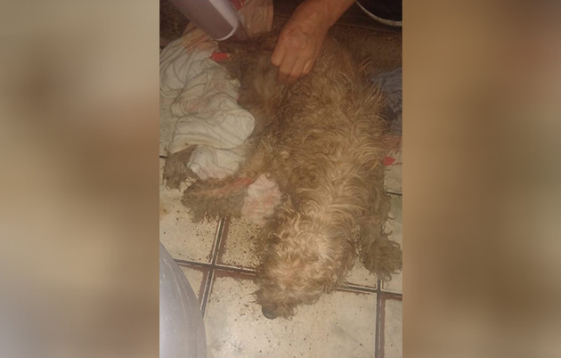 Após mais de 40 horas, cachorro que caiu em buraco é resgatado pelos bombeiros em Curitiba