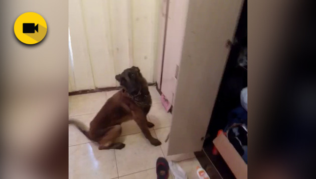 Imagem ilustrativa da imagem Vídeo mostra cão farejador da PM encontrando drogas