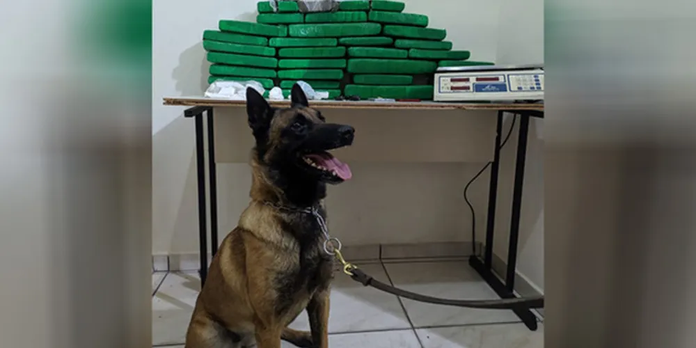Apreensão contou com apoio do cão de faro do Canil do 1º Batalhão da PM