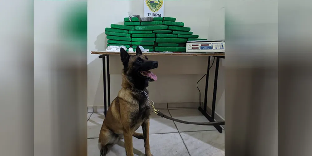 Apreensão contou com apoio do cão de faro do Canil do 1º Batalhão da PM