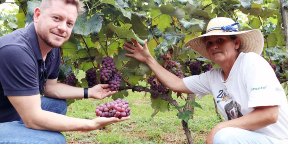 37º Feira da Uva começa na próxima quinta-feira