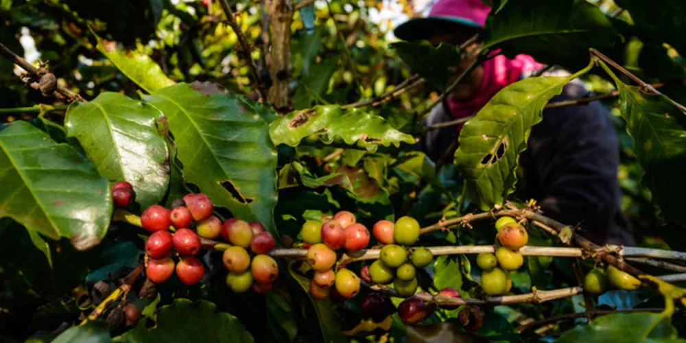 Imagem ilustrativa da imagem Cafés do Brasil exportam 40,6 milhões de sacas de 60kg