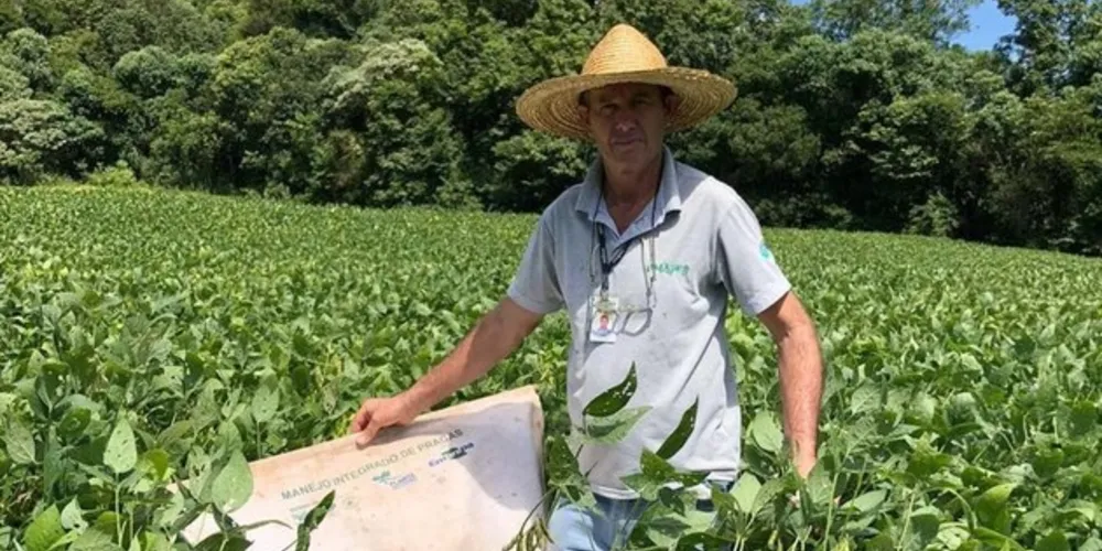 Produtor de Itapejara do Oeste colhe soja sem uso de agrotóxico