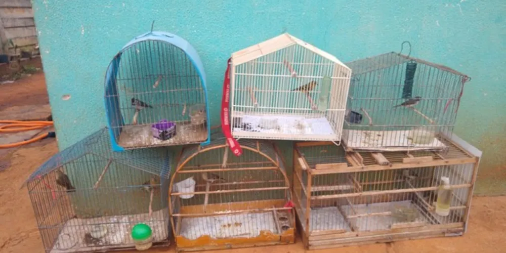 As aves foram encaminhadas ao Instituto Ambiental do Paraná (IAP) de Ponta Grossa