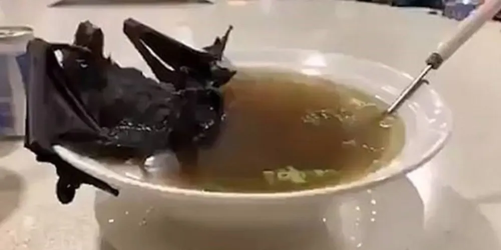 Imagem ilustrativa da imagem Sopa de morcego pode ser a causa do surto 'Coronavírus'