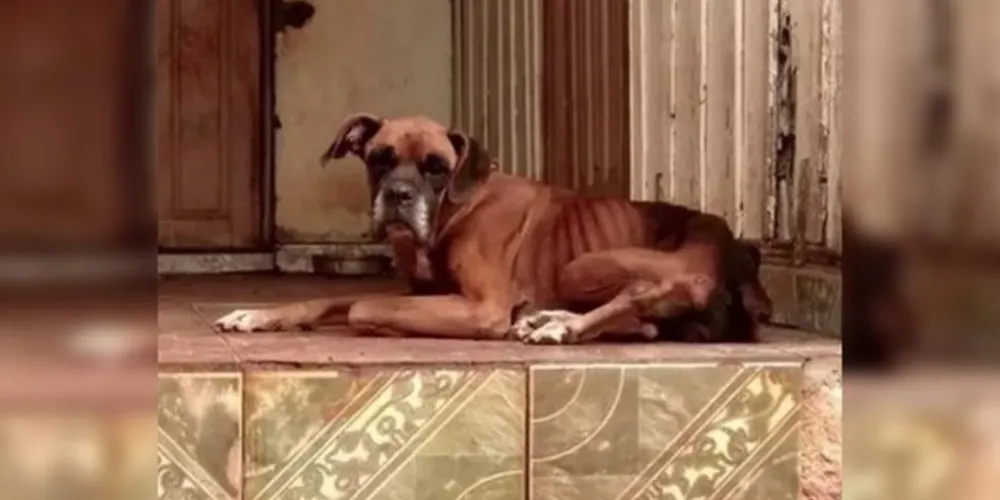 Maltratar animais é crime previsto no art. 32 da Lei 9.605/1998 (Crimes Ambientais)