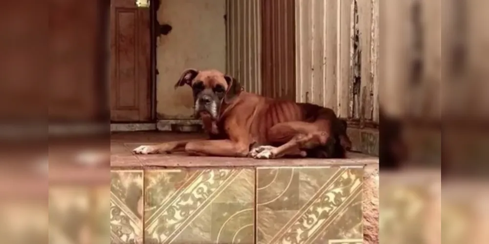 Maltratar animais é crime previsto no art. 32 da Lei 9.605/1998 (Crimes Ambientais)