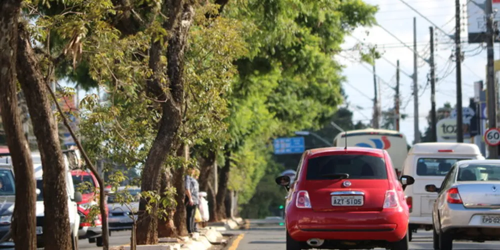 De acordo com a pesquisa, Ponta Grossa possui um baixo número de árvores da área urbana.
