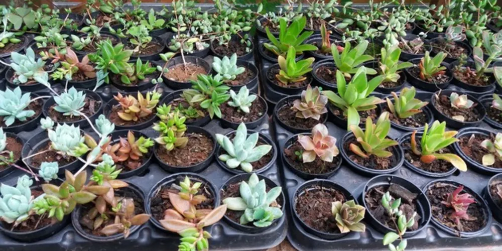 Durante a feira, as produtoras estarão presente dando dicas de cultivo com técnicas caseiras