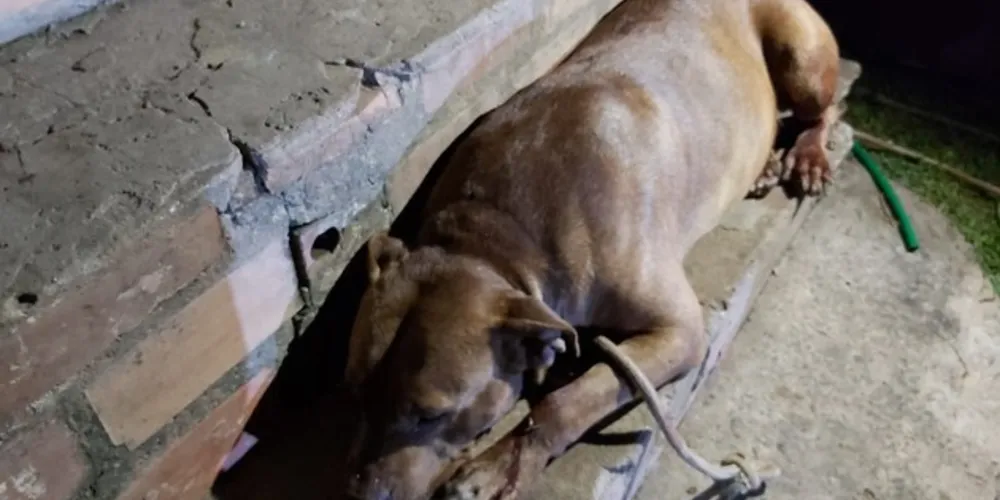 Imagem ilustrativa da imagem Morre cachorro baleado ao tentar defender o dono em Uvaranas