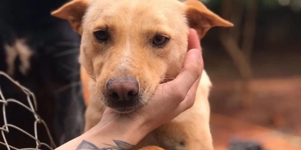 Atualmente, a SOS Bichos abriga 380 animais