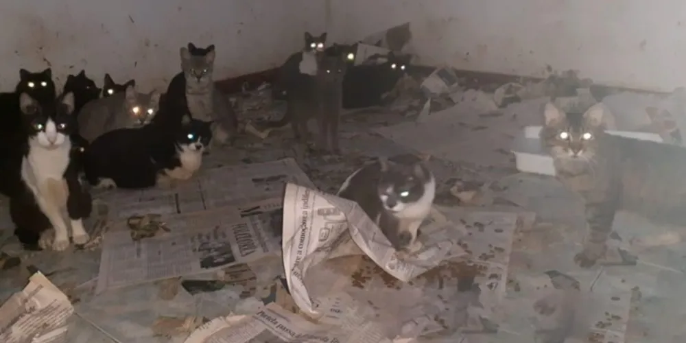 Imagem ilustrativa da imagem Polícia Ambiental descobre casa com 400 gatos em PG