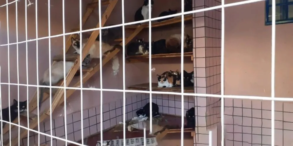 Imagem ilustrativa da imagem Prefeitura tentou vistoriar casa com 400 gatos por três vezes