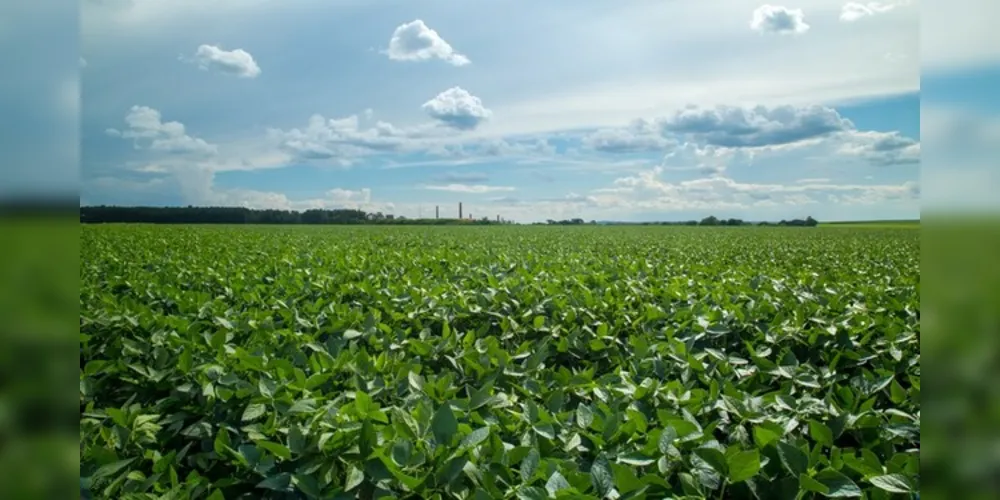 Imagem ilustrativa da imagem Agricultura familiar terá mais R$ 1 bilhão