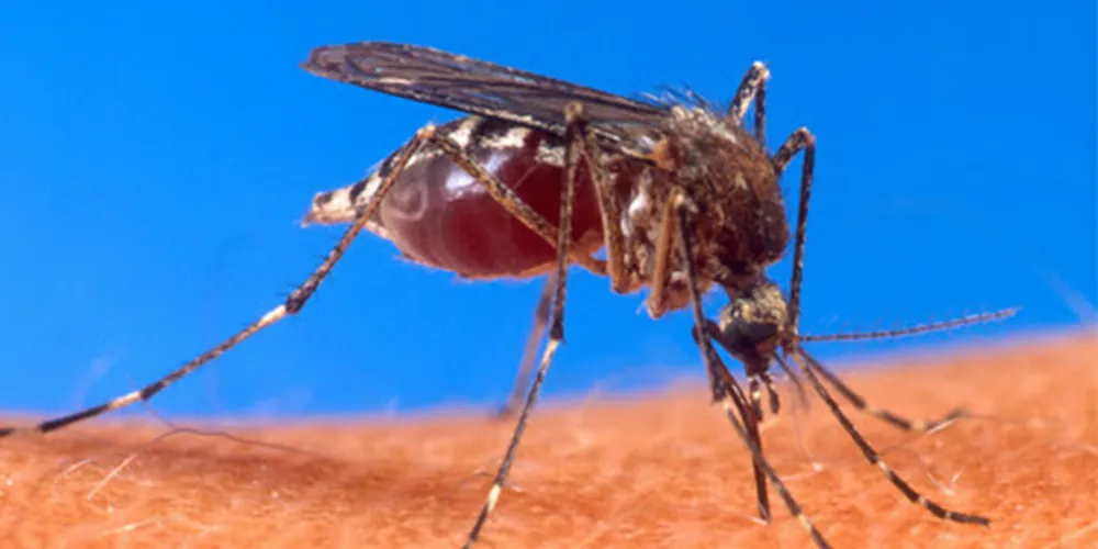 Causa da morte da menina de sete anos é investigada como dengue hemorrágica