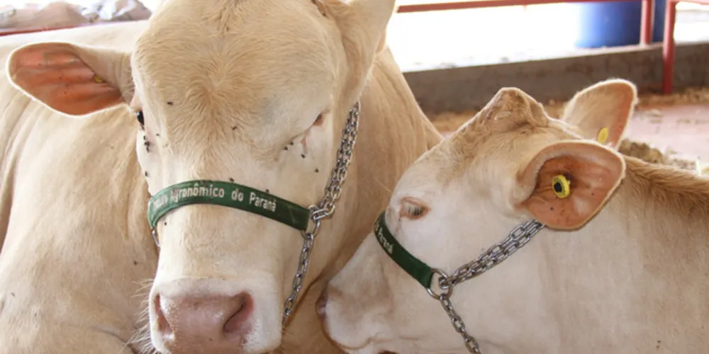 e acordo com a ABCP, Purunã pode ser adotada tanto para criação exclusiva quanto em cruzamentos com vacas Nelore 