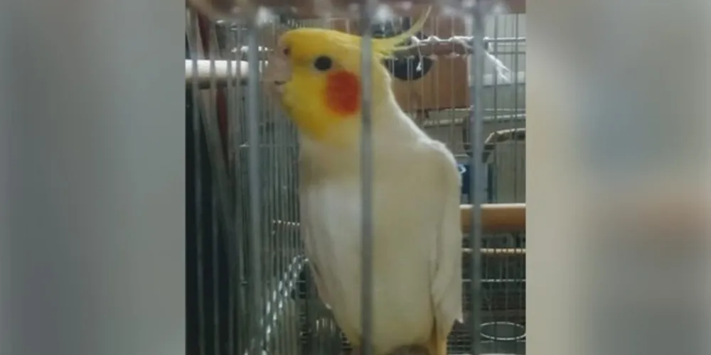Ave fugiu da gaiola que ficou aberta acidentalmente