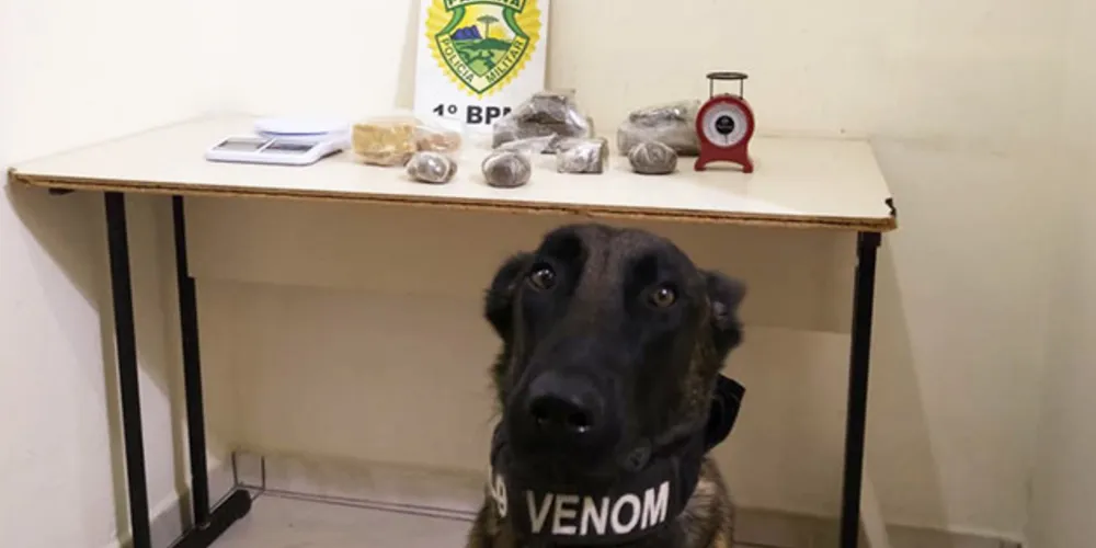 Parte da droga estava escondida em casinha de cachorro e mulher foi presa em flagrante
