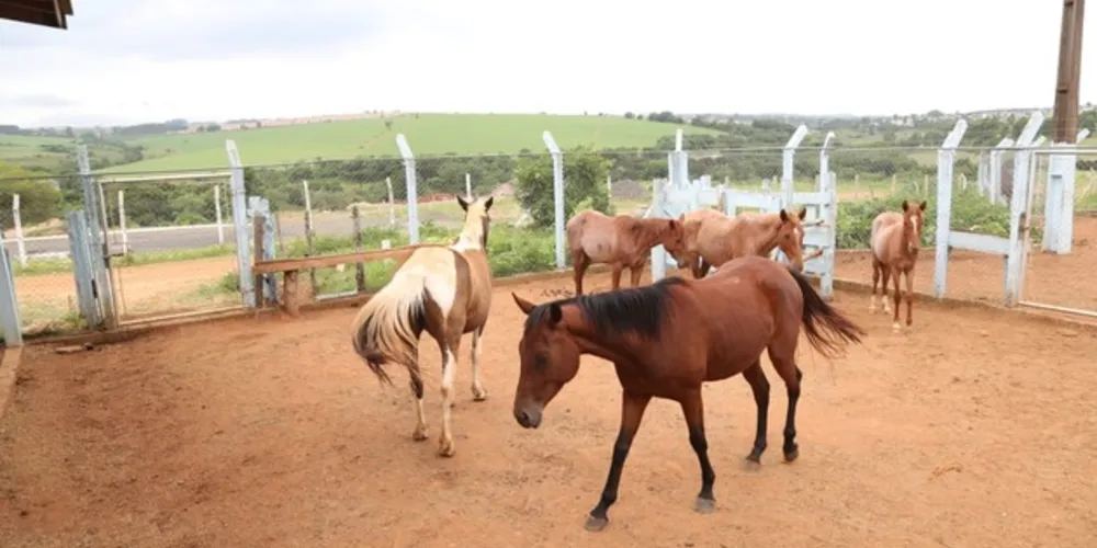 Imagem ilustrativa da imagem Cavalos são furtados do Centro de Referência de Animais