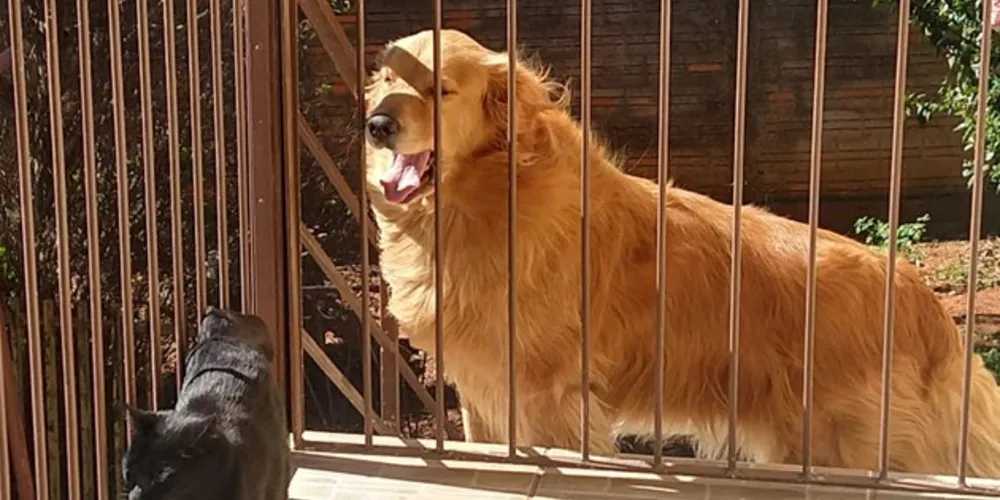 Animal havia desaparecido na terça-feira próximo à garagem da VCG, mas já está em casa