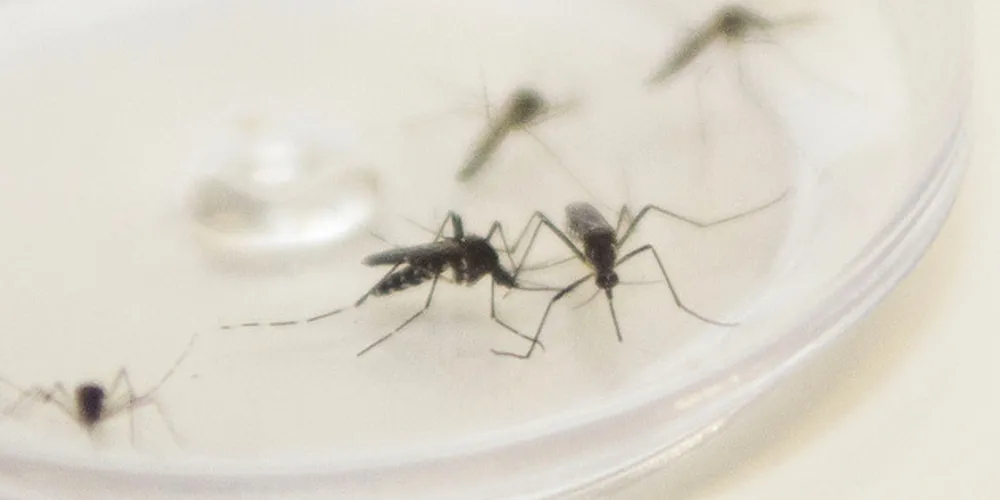 O Paraná tem hoje 149,53 casos confirmados de dengue por 100 mil habitantes, incidência que caracteriza estado de Alerta para fins epidemiológicos.