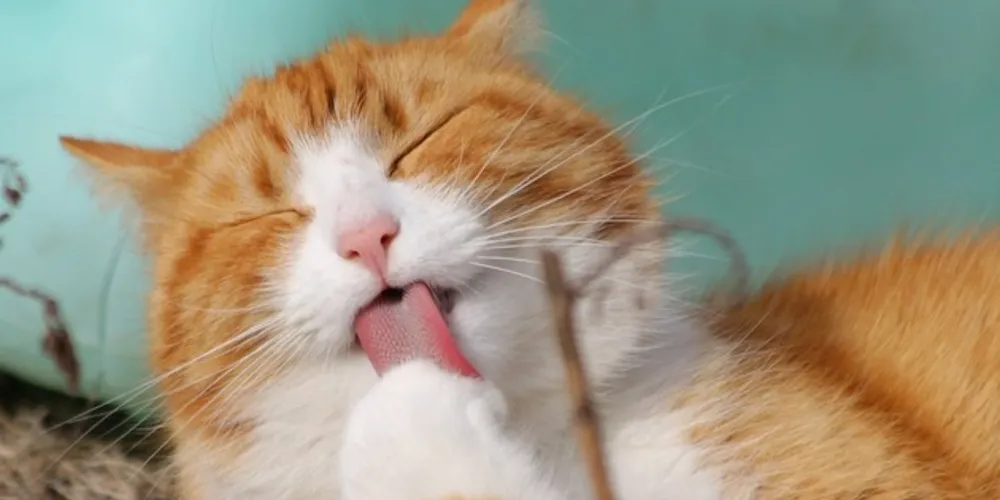 Imagem ilustrativa da imagem Paixão por felinos: como o mercado pet se adaptou aos “gateiros”