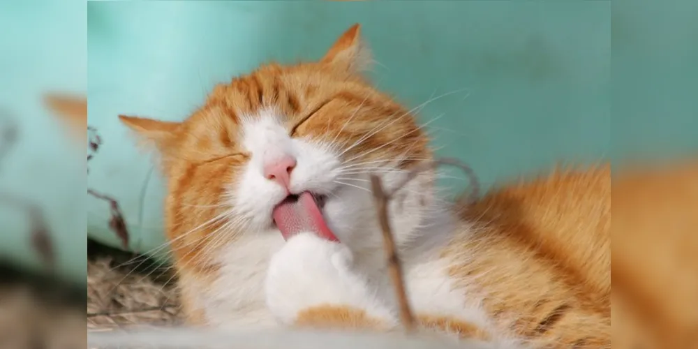 Imagem ilustrativa da imagem Paixão por felinos: como o mercado pet se adaptou aos “gateiros”
