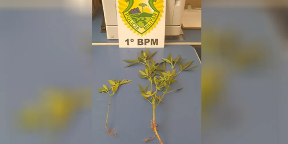 Plantas estavam no quintal de residência abandonada em Piraí do Sul