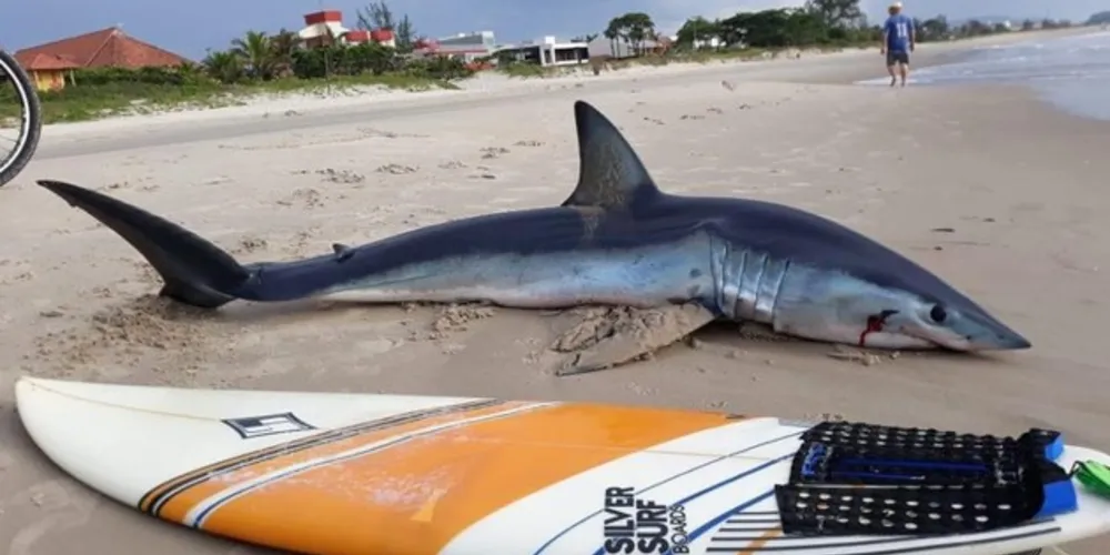 Animal foi encontrado com vida, mas morreu pouco tempo depois