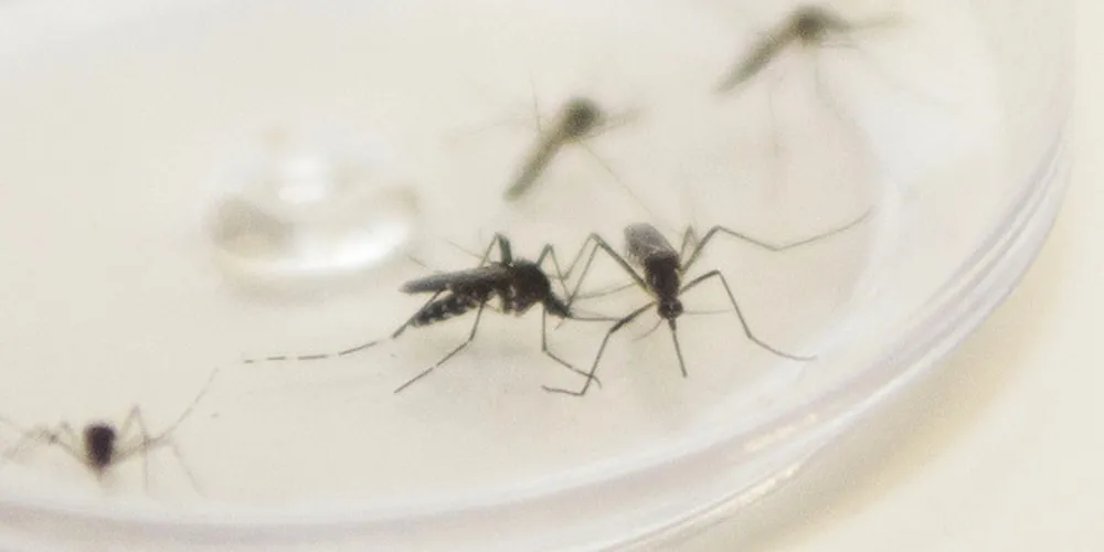 O alerta da população deve ser redobrado para a prevenção e eliminação de depósitos de água parada.