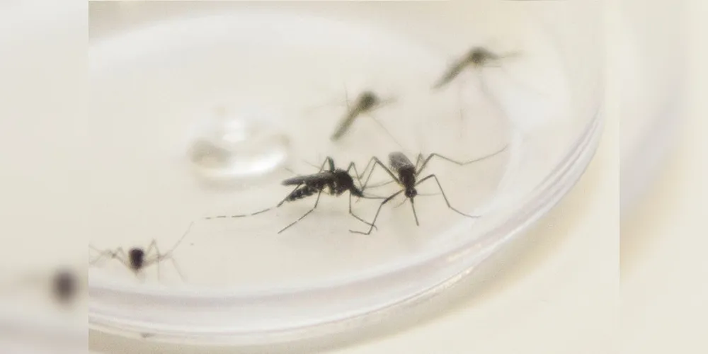 O alerta da população deve ser redobrado para a prevenção e eliminação de depósitos de água parada.
