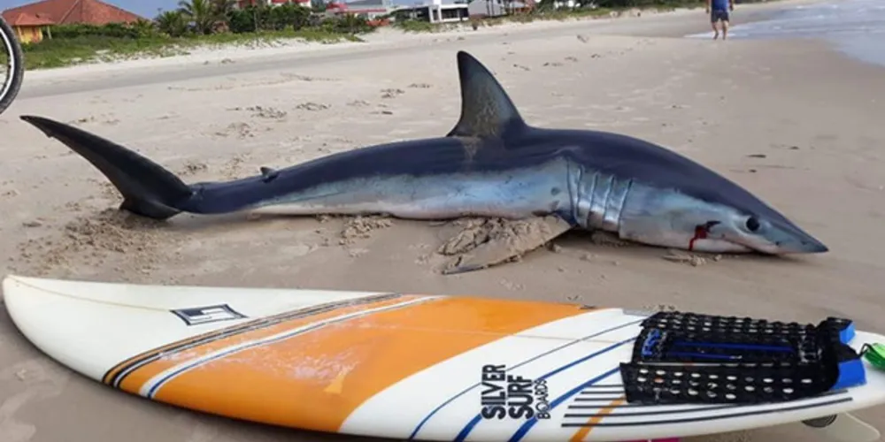 Vídeos mostram grupo de pessoas levando animal para longe do mar