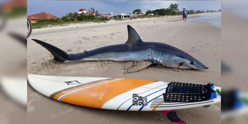 Vídeos mostram grupo de pessoas levando animal para longe do mar