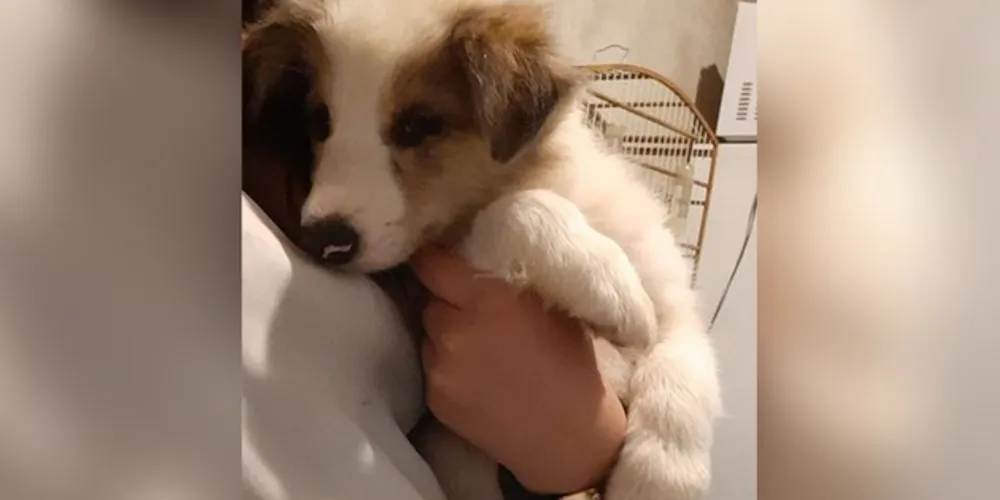 Cachorro de apenas dois meses desapareceu na noite de terça-feira. Donos já fizeram boletim de ocorrência