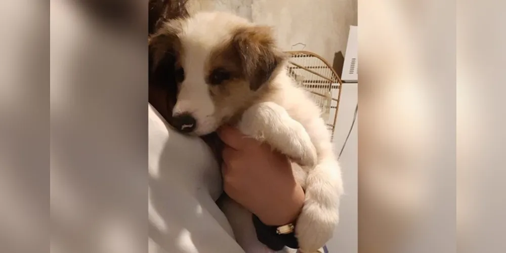 Cachorro de apenas dois meses desapareceu na noite de terça-feira. Donos já fizeram boletim de ocorrência