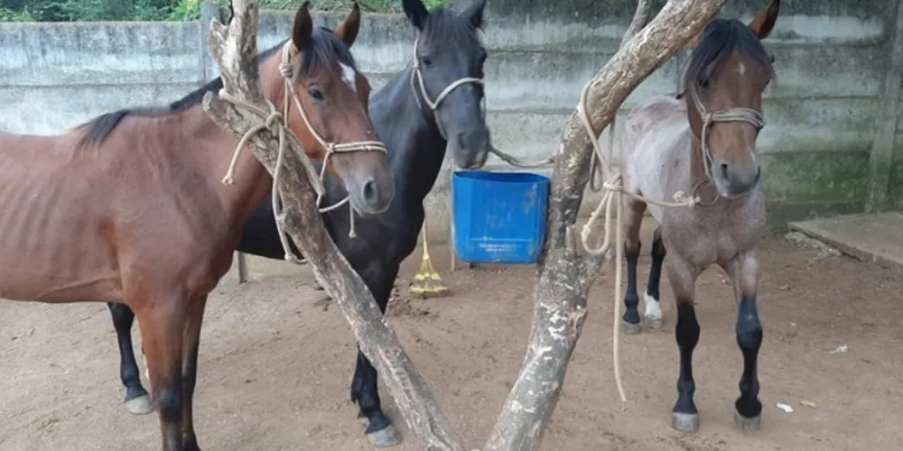 Com o retorno dos animais os procedimentos terapêuticos devem ser normalizados