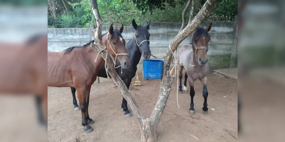 Com o retorno dos animais os procedimentos terapêuticos devem ser normalizados